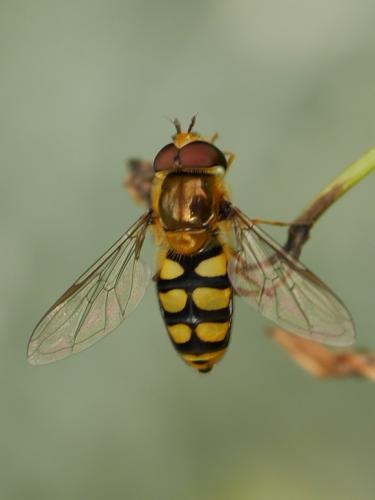 Réf. 248 289 : Eupeodes corollae